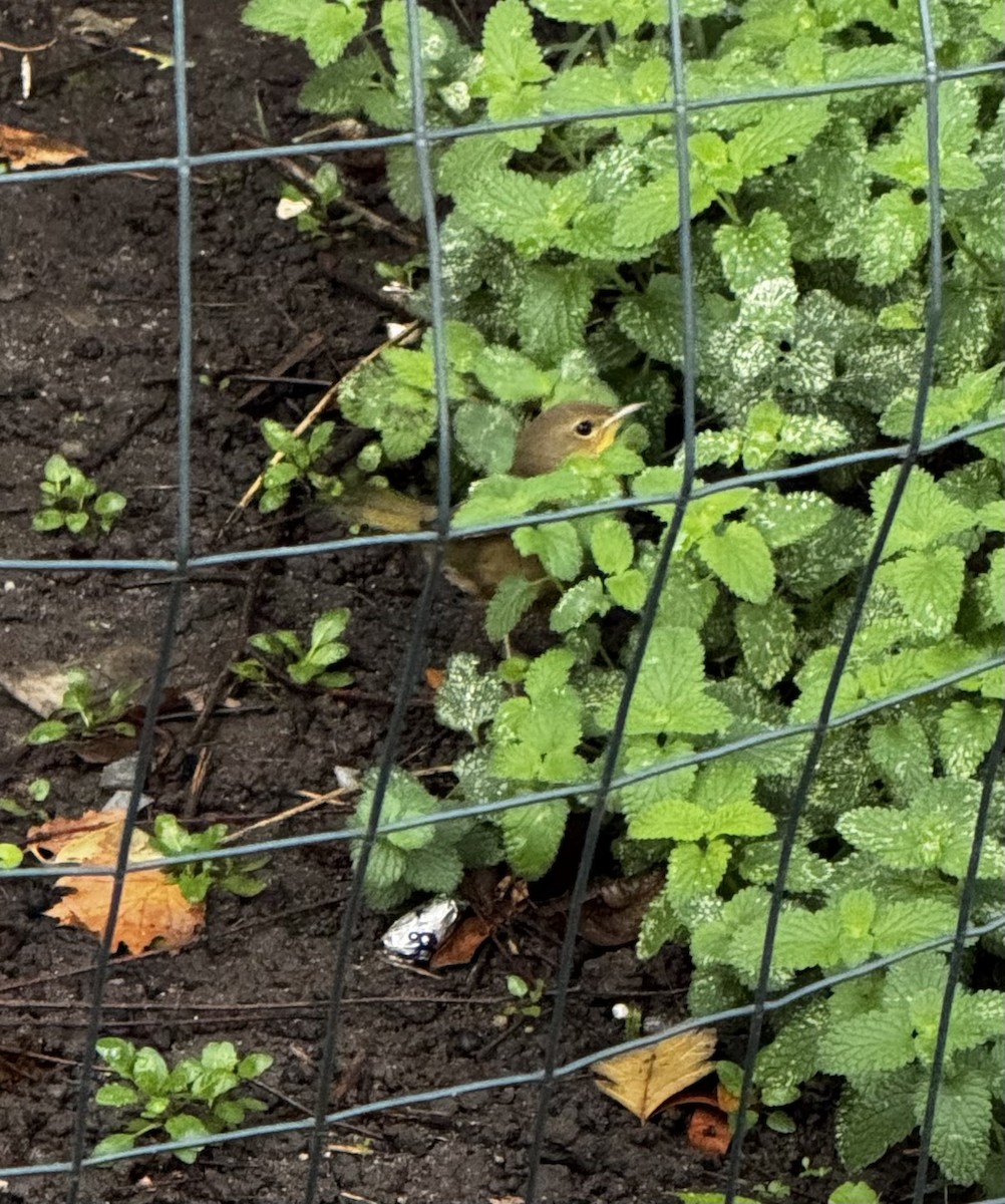 Common Yellowthroat - ML645908227