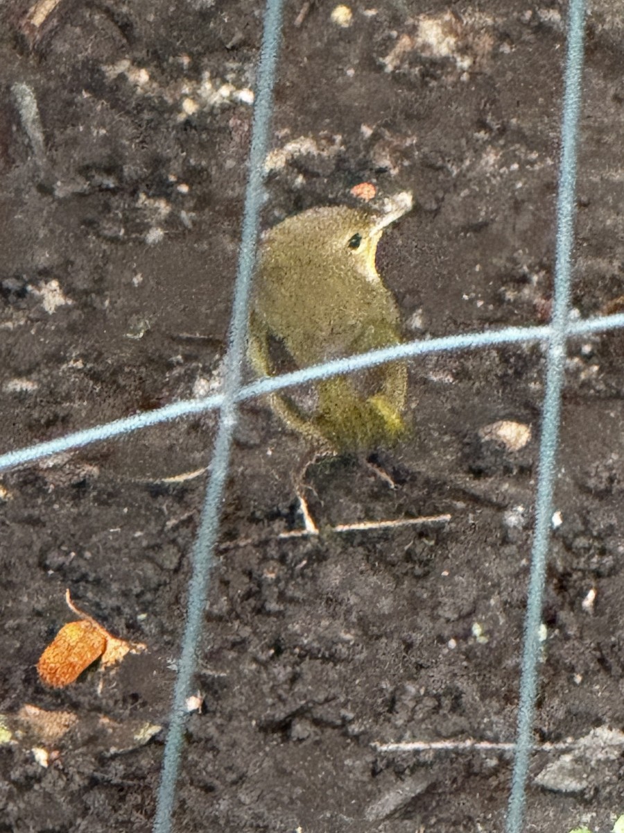 Common Yellowthroat - ML645908229