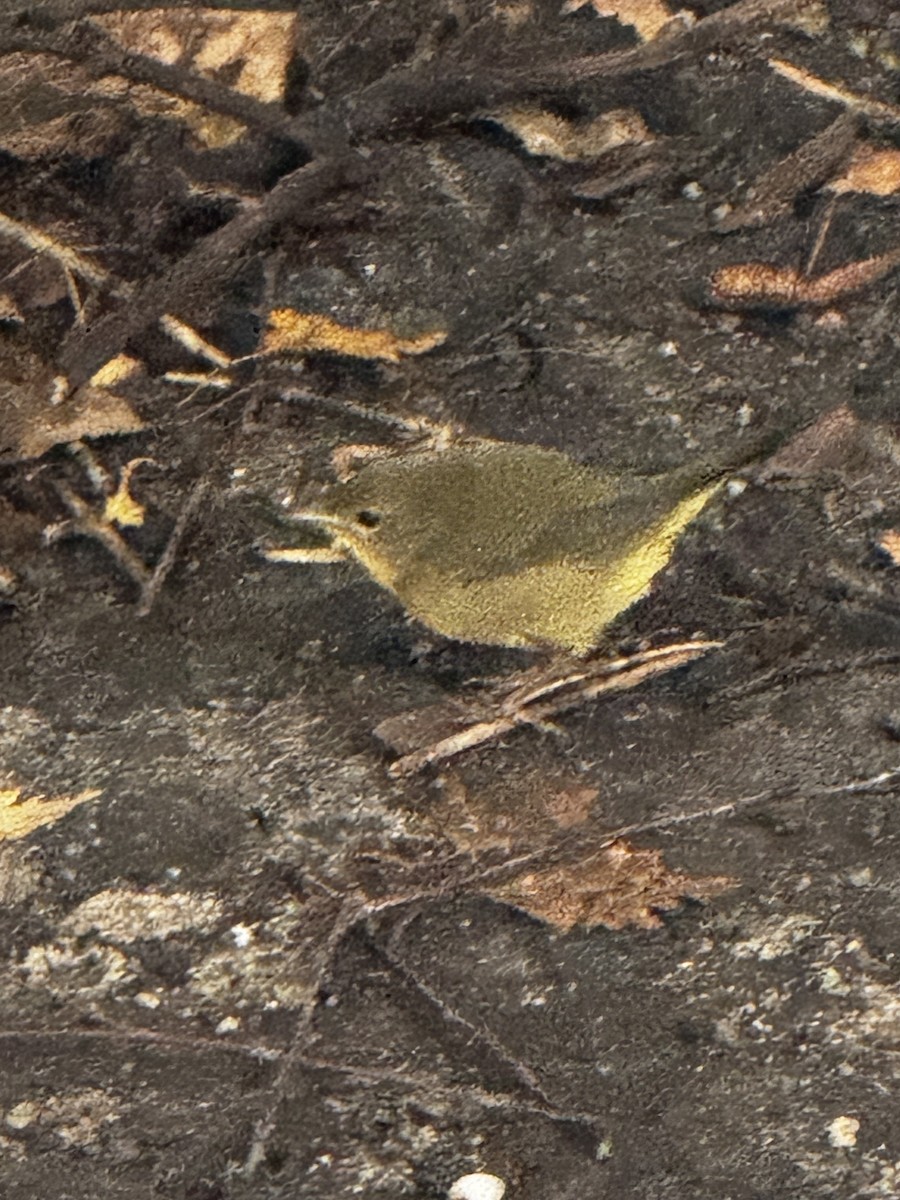 Common Yellowthroat - ML645908230