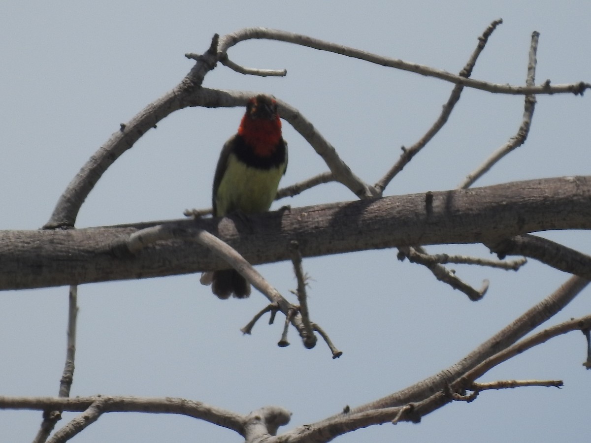 Black-collared Barbet - ML645908238