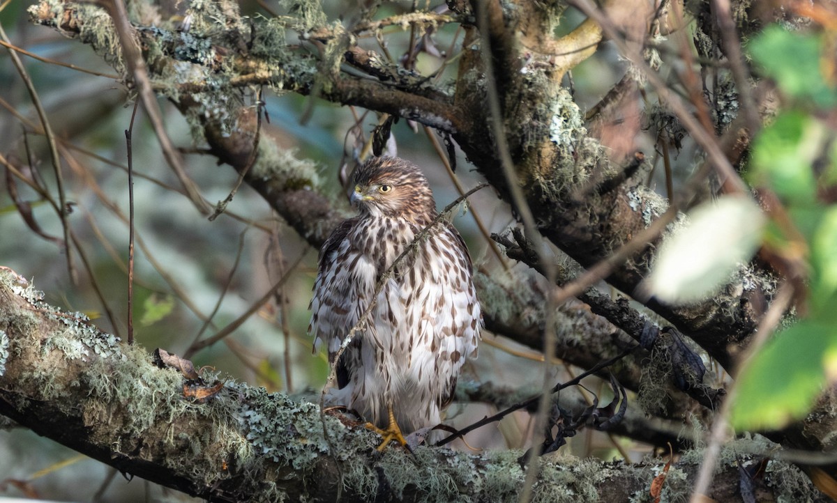Cooper's Hawk - ML645908239