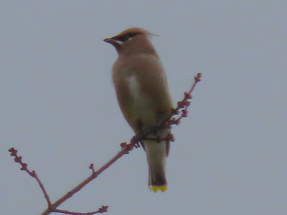 brkoslav americký - ML645908242