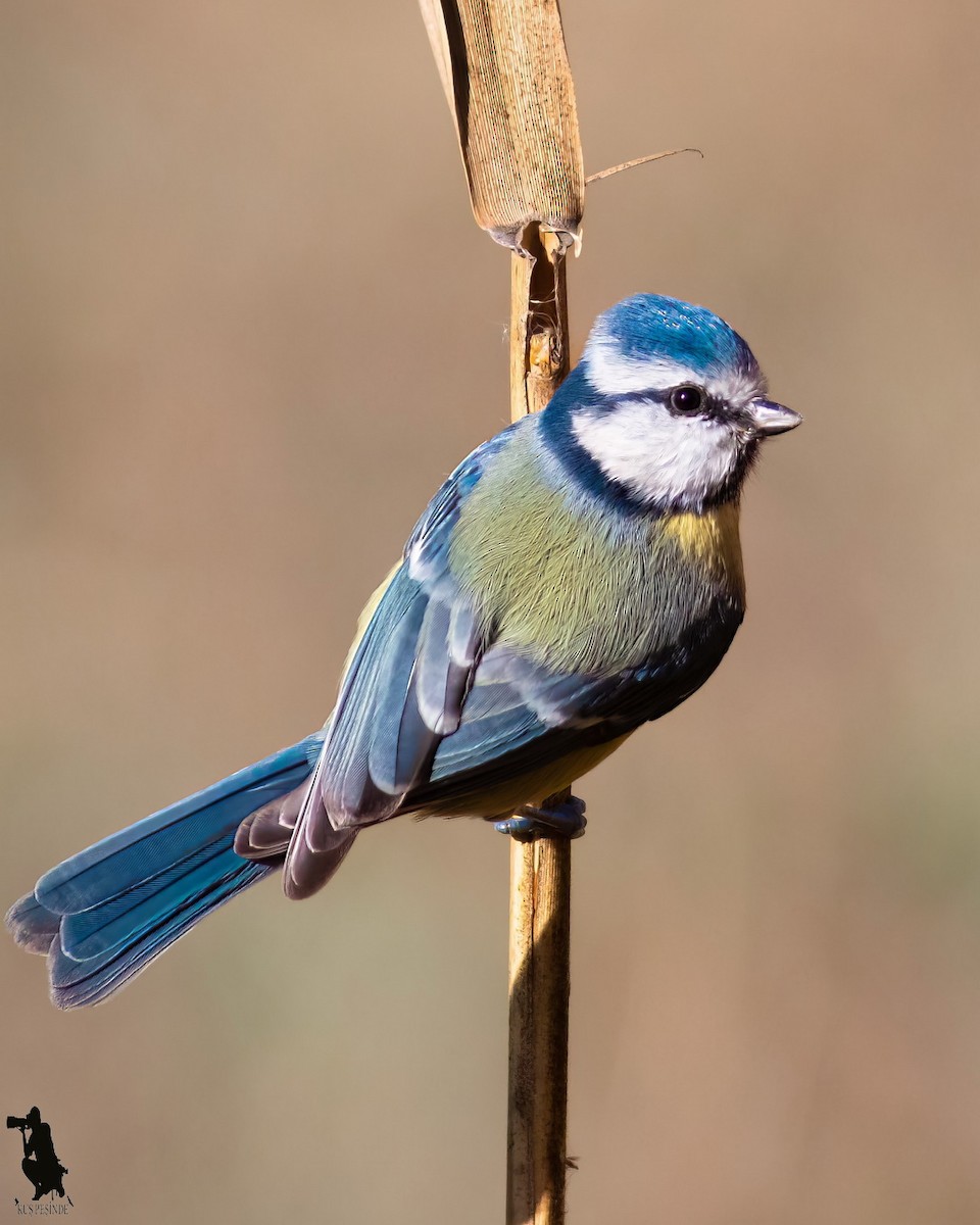 sýkora modřinka - ML645908243