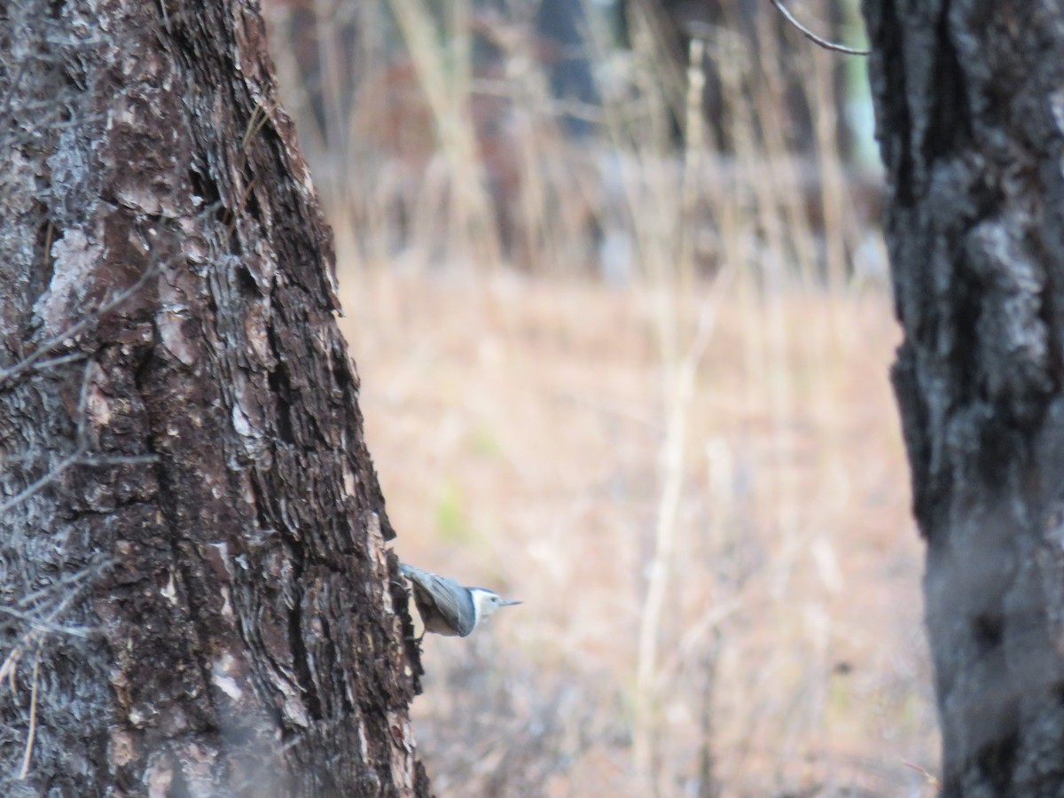 White-breasted Nuthatch - ML645908249