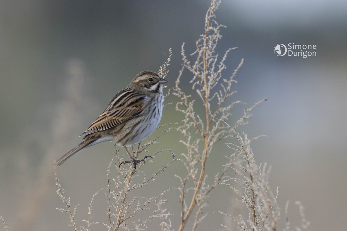 Reed Bunting - ML645908250
