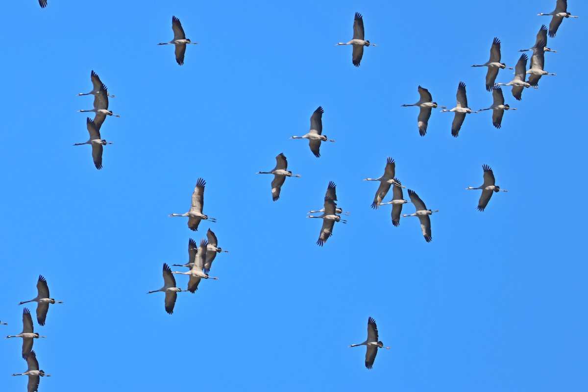 Common Crane - ML645908257