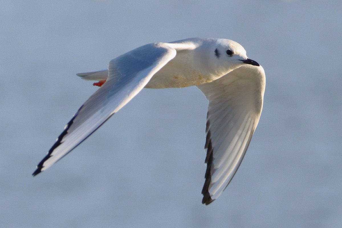 שחף אמריקני - ML645908268