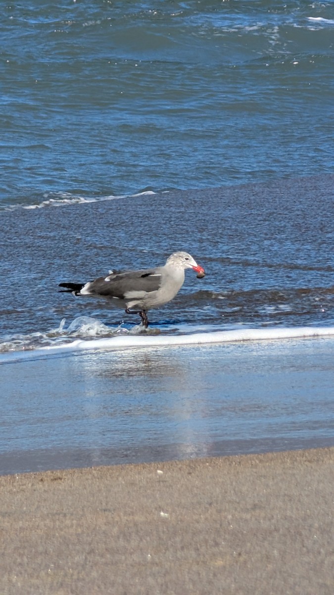 Heermann's Gull - ML645908271