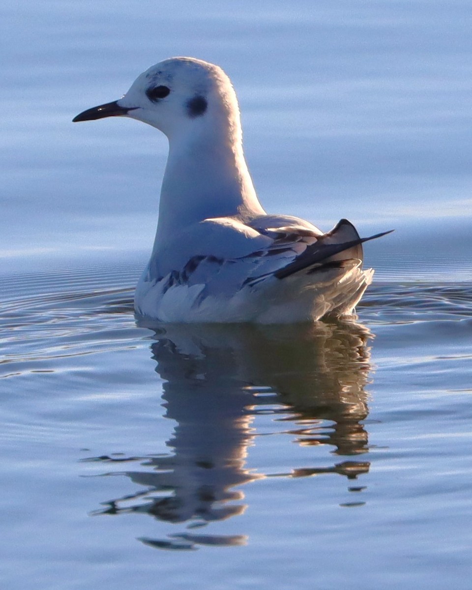 שחף אמריקני - ML645908274