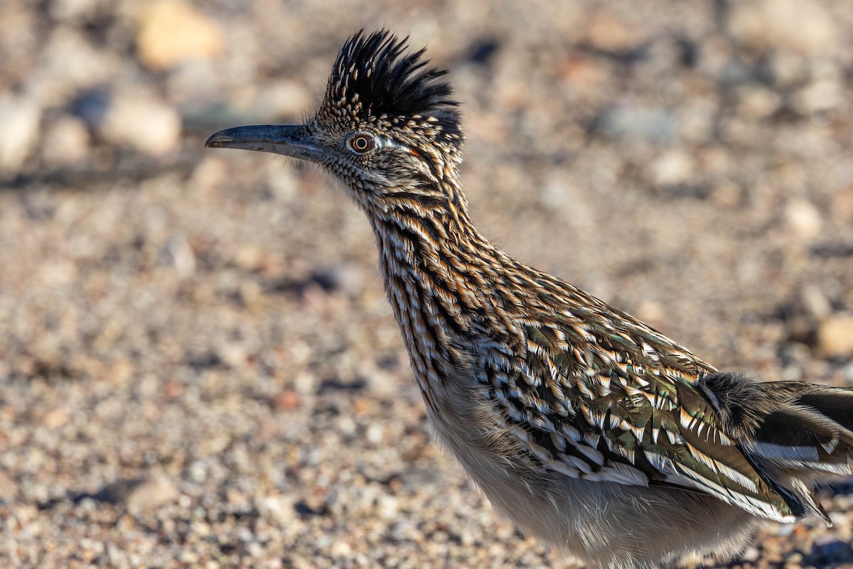 kukačka kohoutí - ML645908277