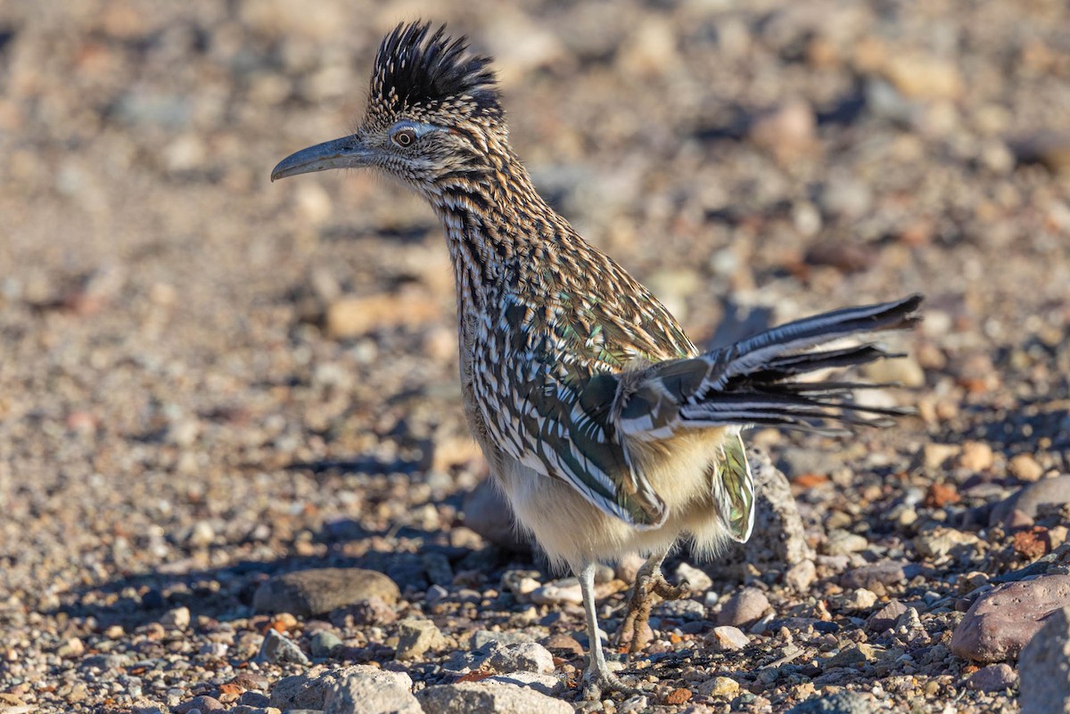 kukačka kohoutí - ML645908278