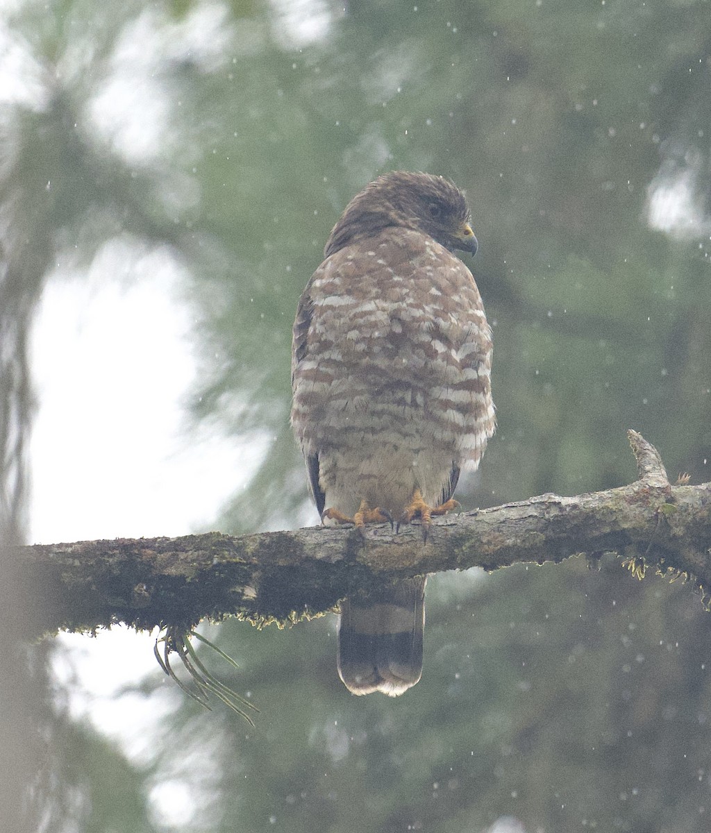 káně širokokřídlá - ML645908287