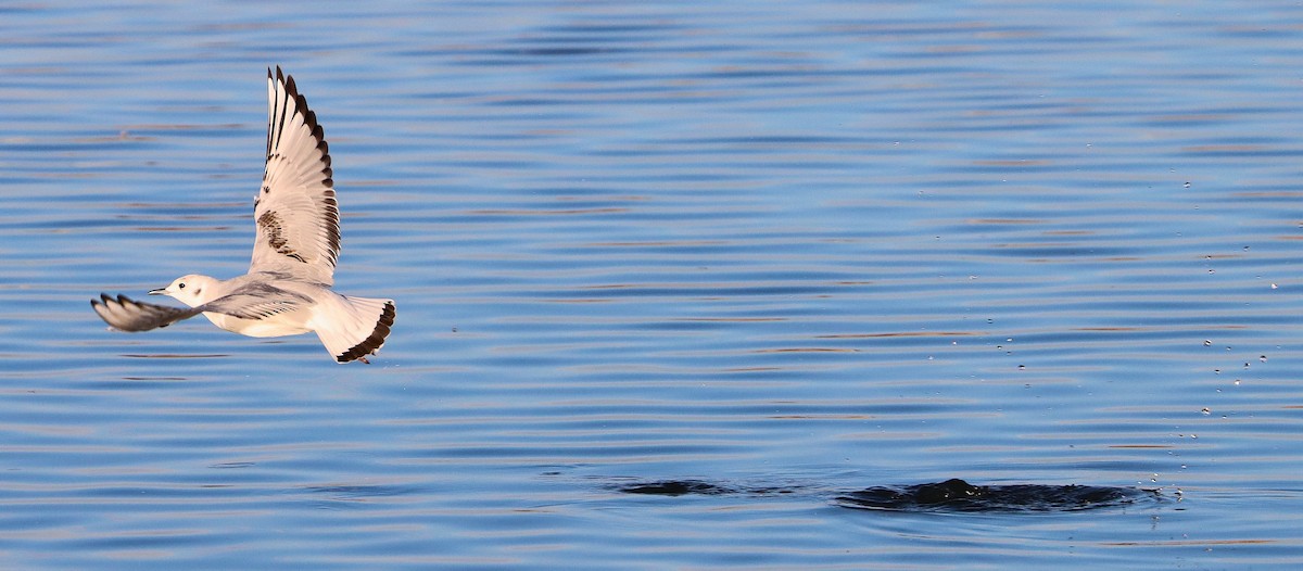 שחף אמריקני - ML645908290