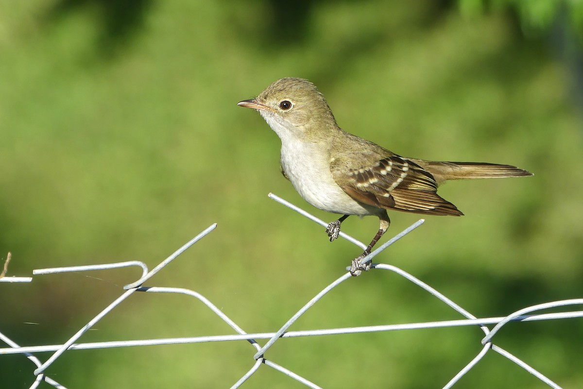 Small-billed Elaenia - ML645908291
