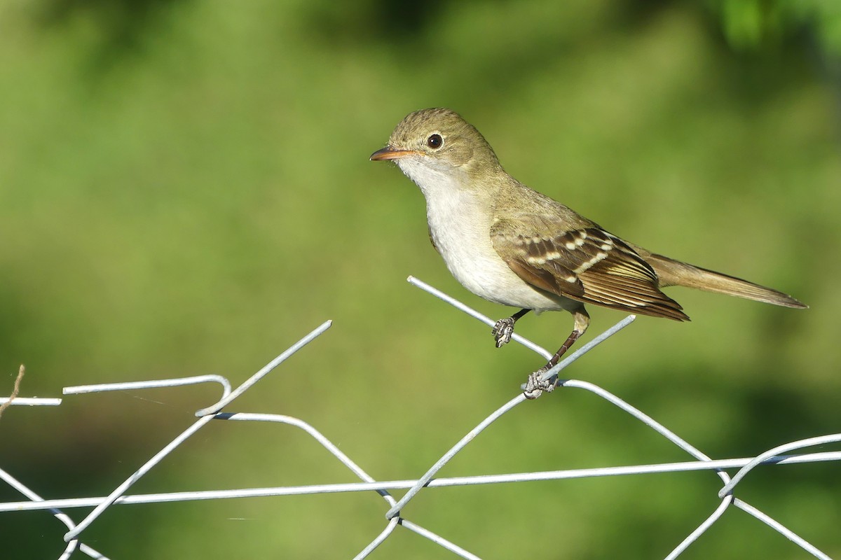 Small-billed Elaenia - ML645908293