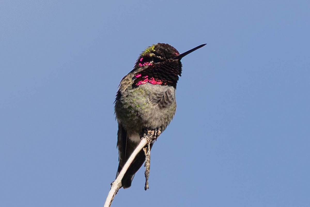 kalypta růžovohlavá - ML645908303