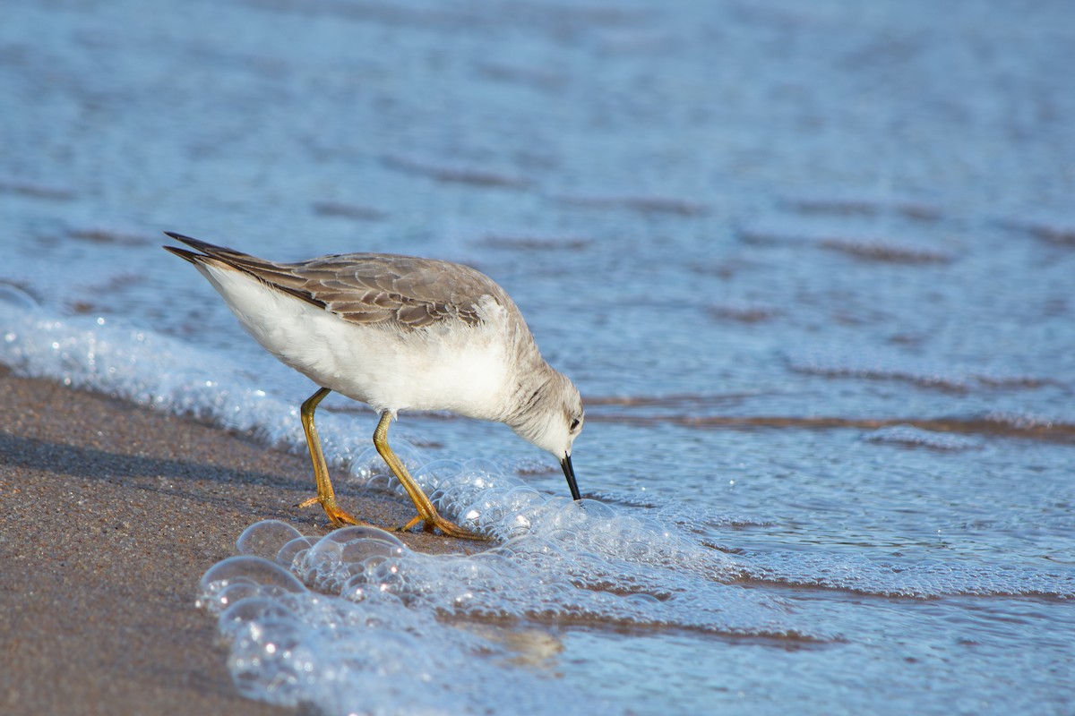 Wilson's Phalarope - ML645908305