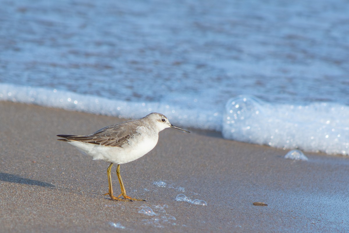 Wilson's Phalarope - ML645908306