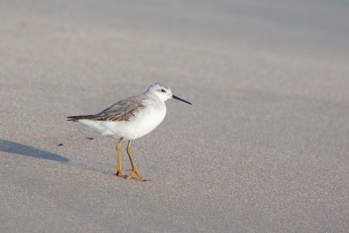 Wilson's Phalarope - ML645908307