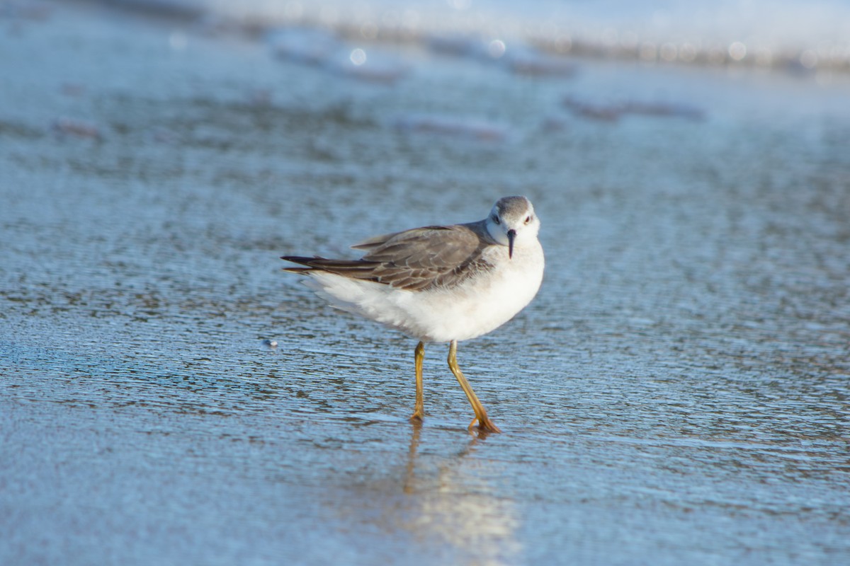 Wilson's Phalarope - ML645908308