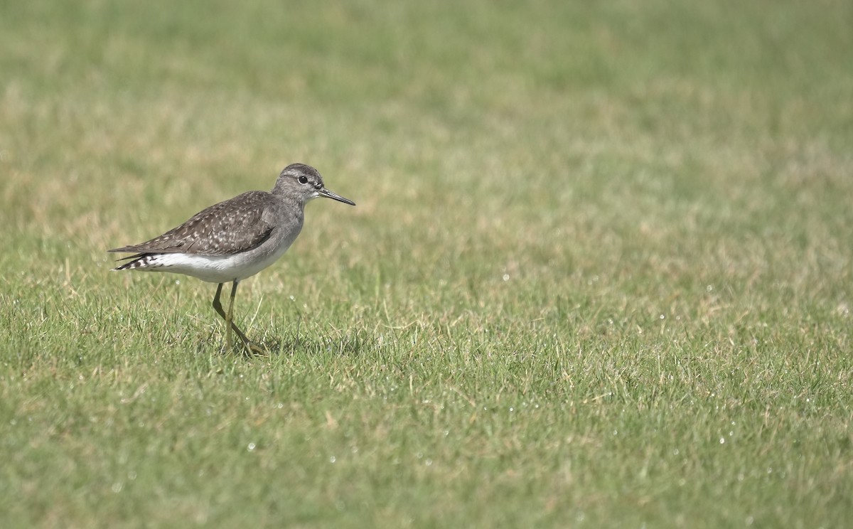 vodouš bahenní - ML645908313