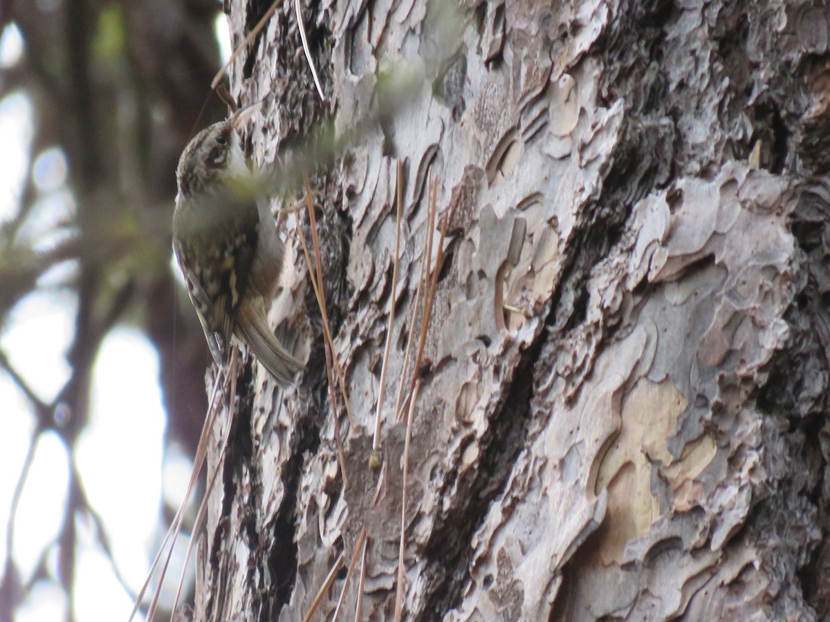 Brown Creeper - ML645908315