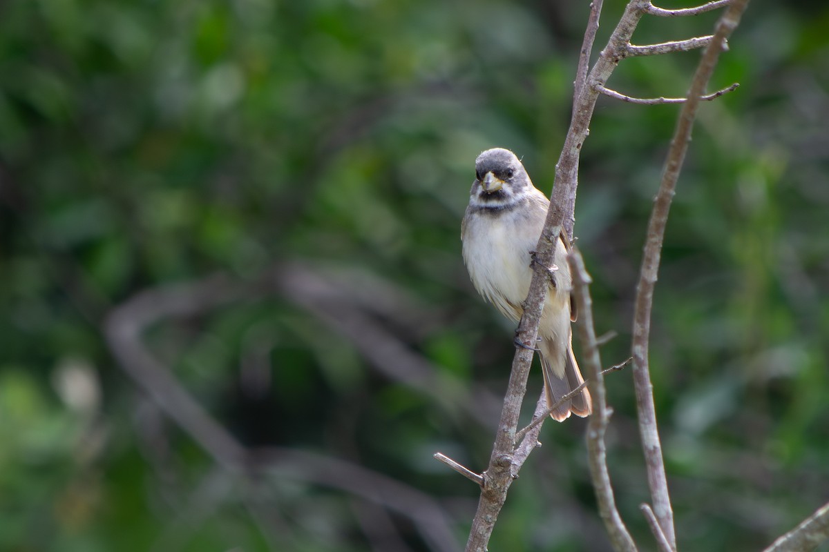 Double-collared Seedeater - ML645908319