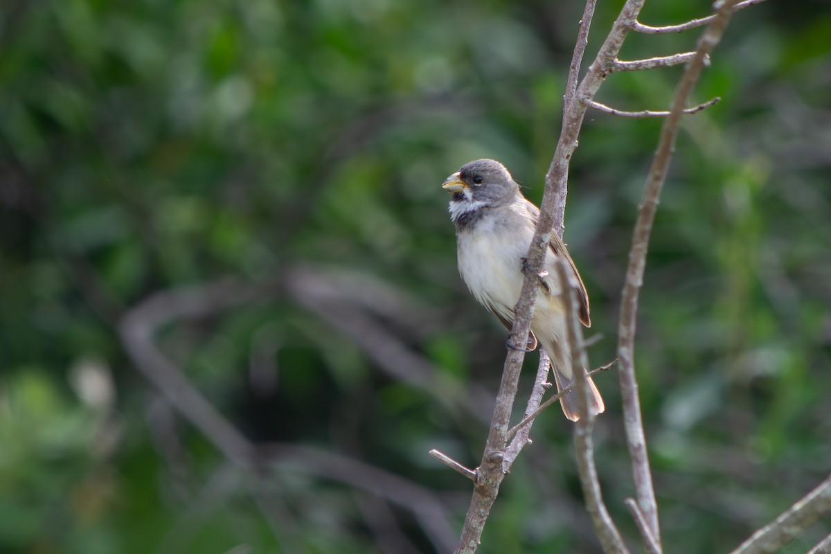 Double-collared Seedeater - ML645908320
