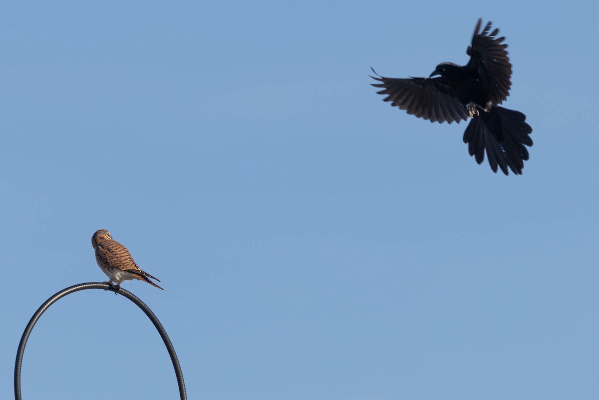 poštolka pestrá - ML645908321