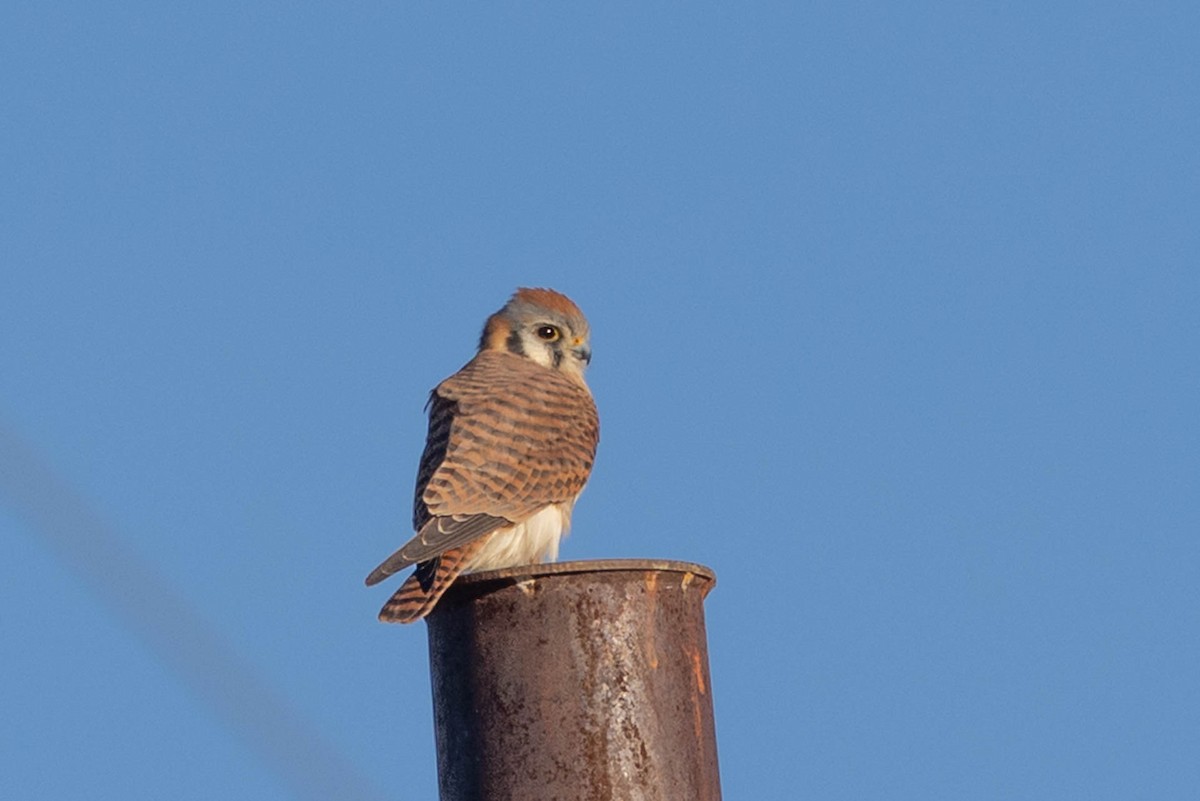 poštolka pestrá - ML645908322