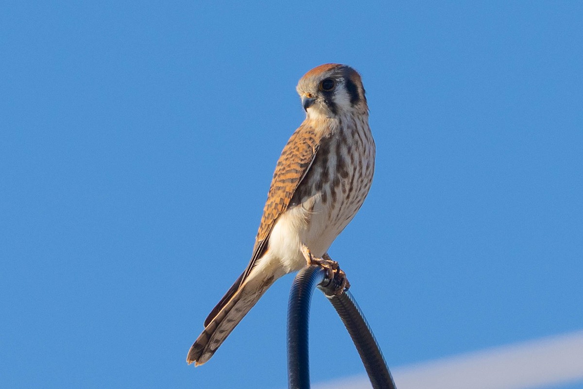 poštolka pestrá - ML645908323