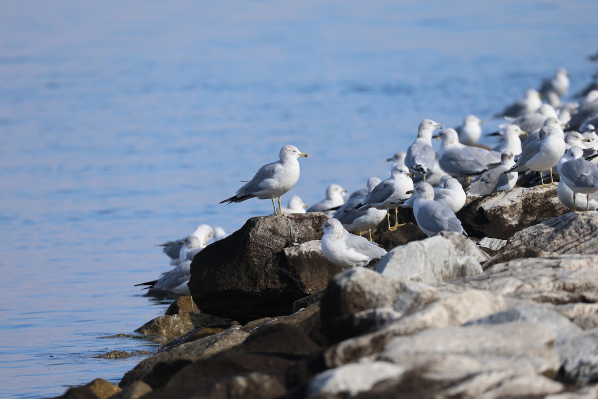Ring-billed Gull - ML645908327