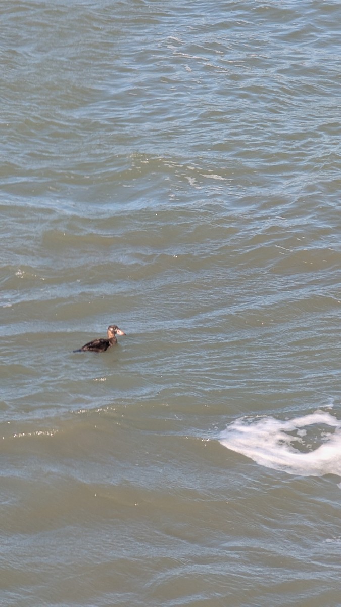 Surf Scoter - ML645908328