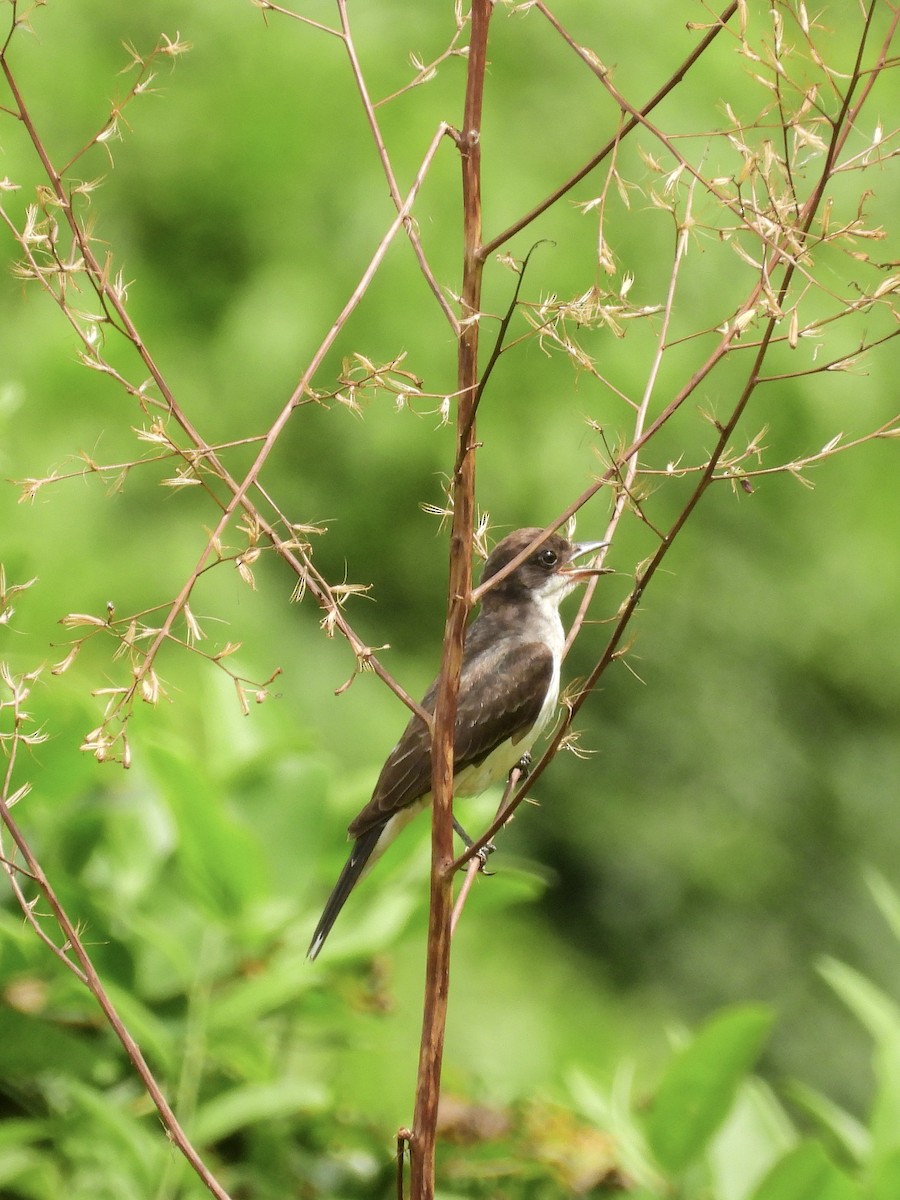 Tirano Oriental - ML645908331