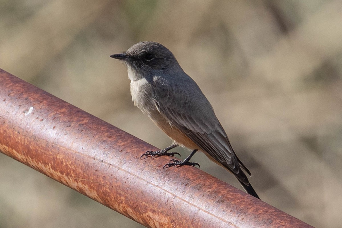 Say's Phoebe - ML645908333