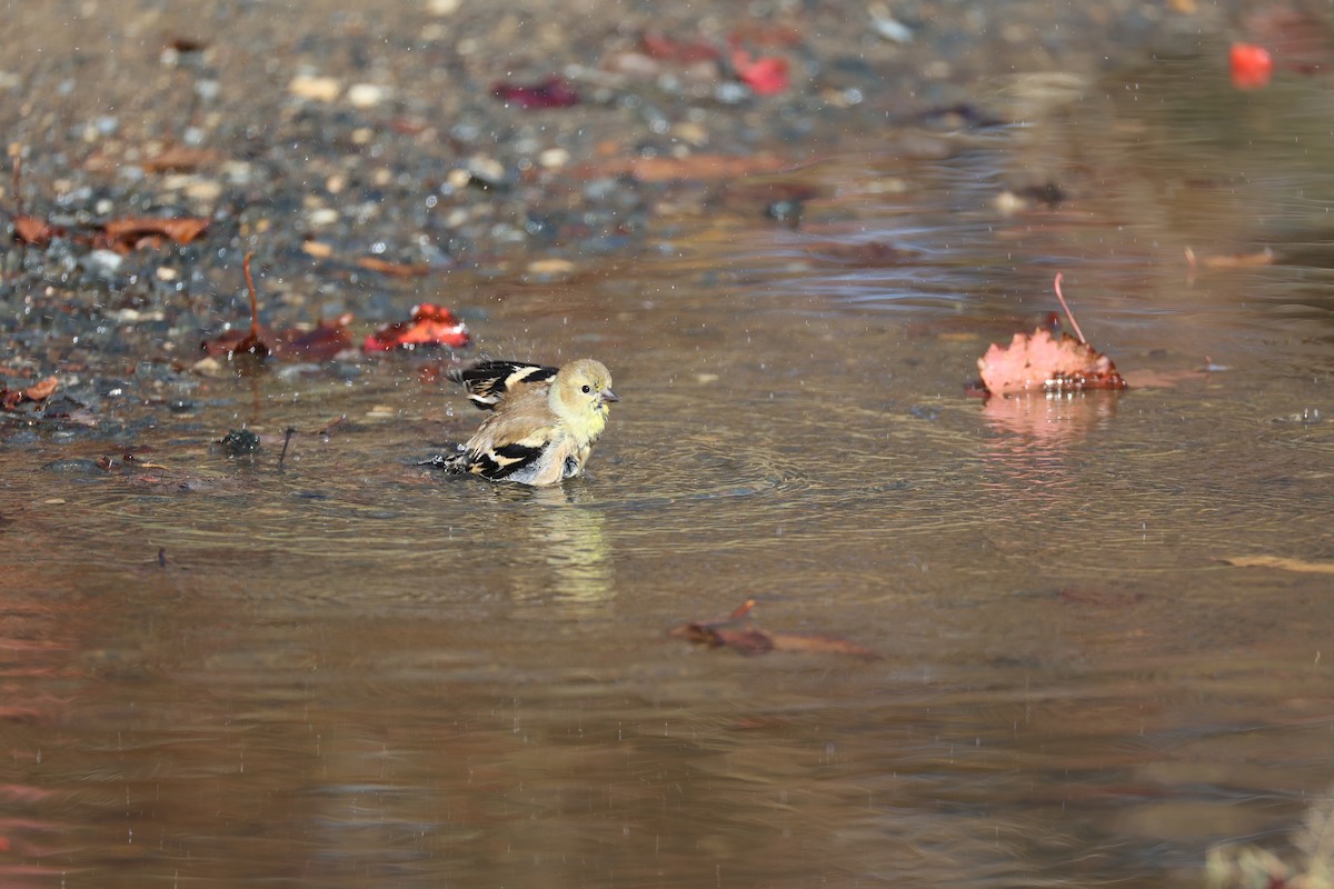 American Goldfinch - ML645908340