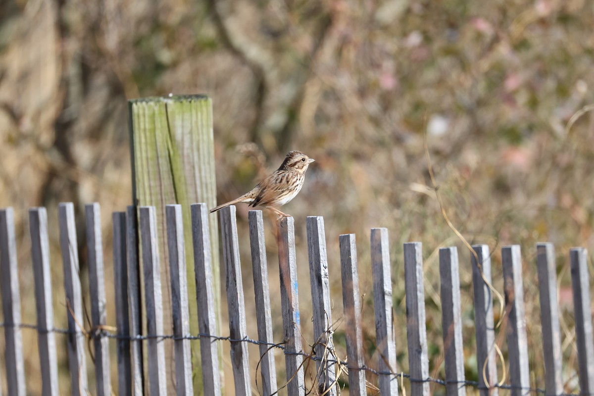 Song Sparrow - ML645908341