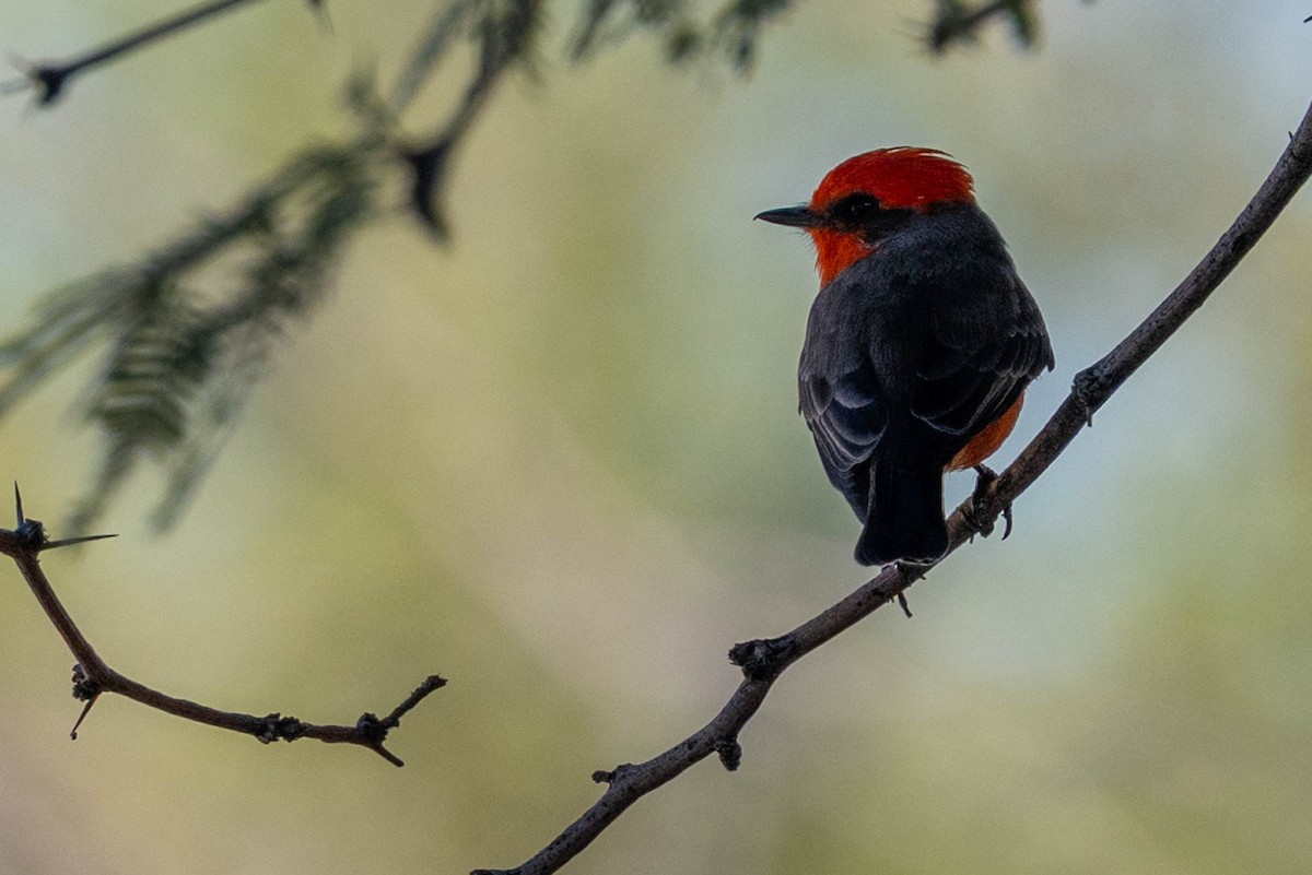 Vermilion Flycatcher - ML645908343