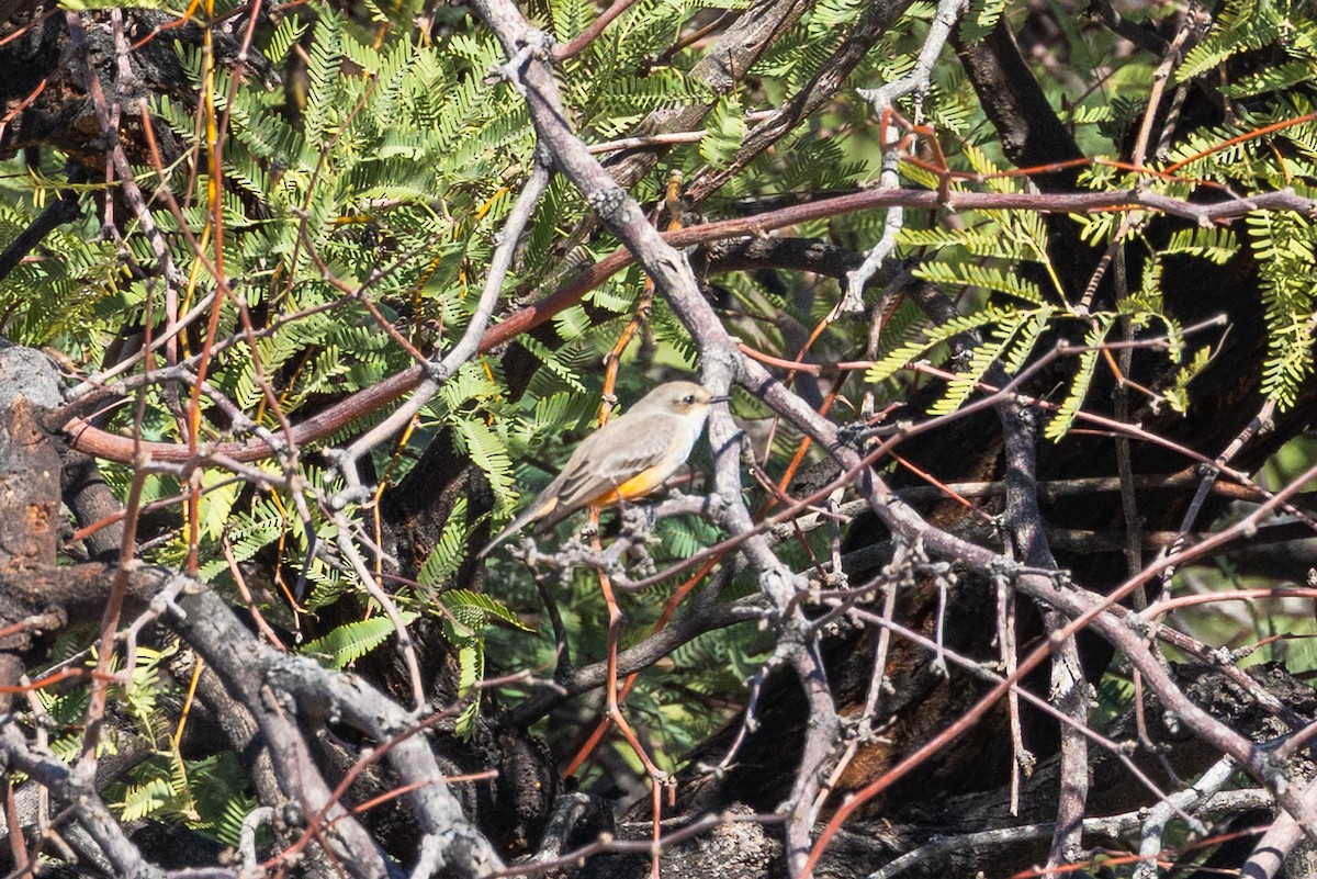 Vermilion Flycatcher - ML645908344