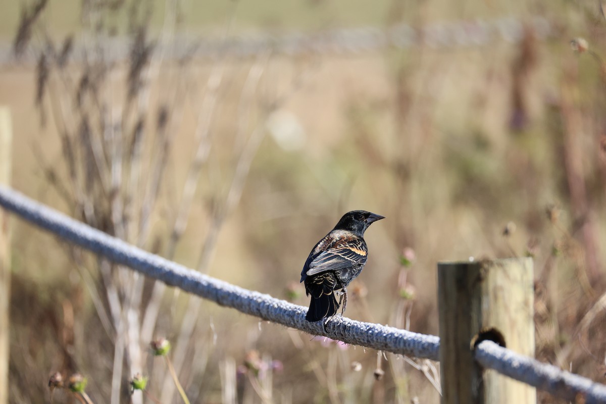 Red-winged Blackbird - ML645908345