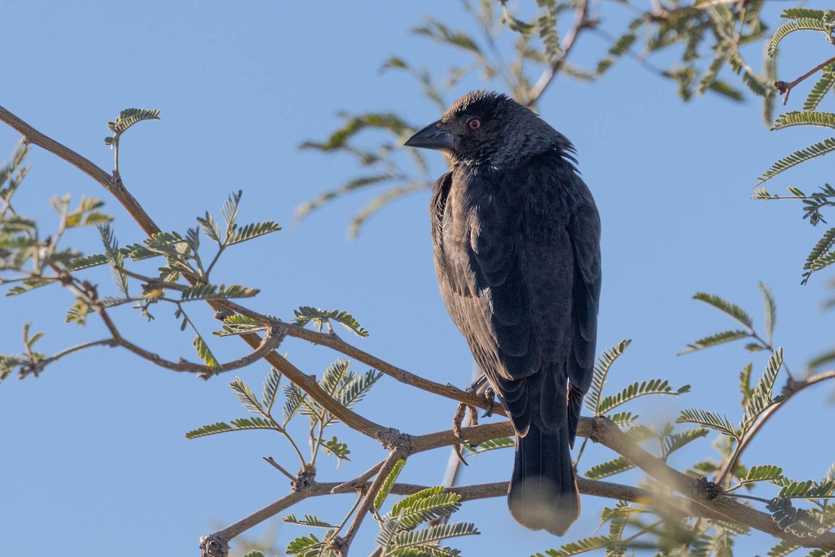 Bronzed Cowbird - ML645908362