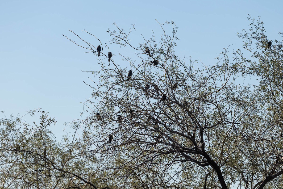 Bronzed Cowbird - ML645908363