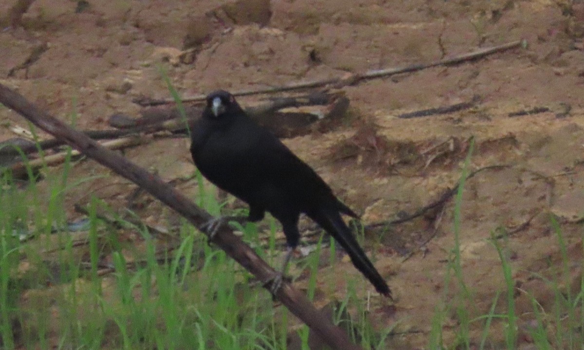 Giant Cowbird - ML645908368