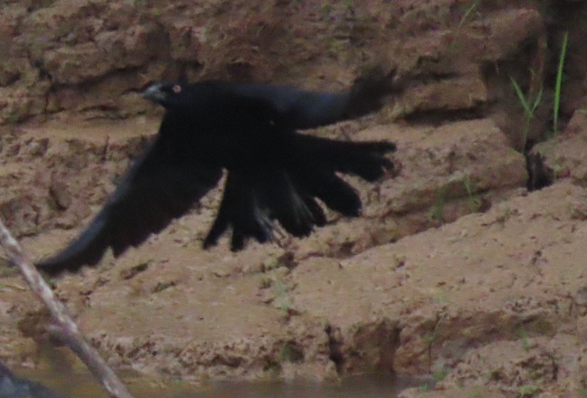 Giant Cowbird - ML645908369