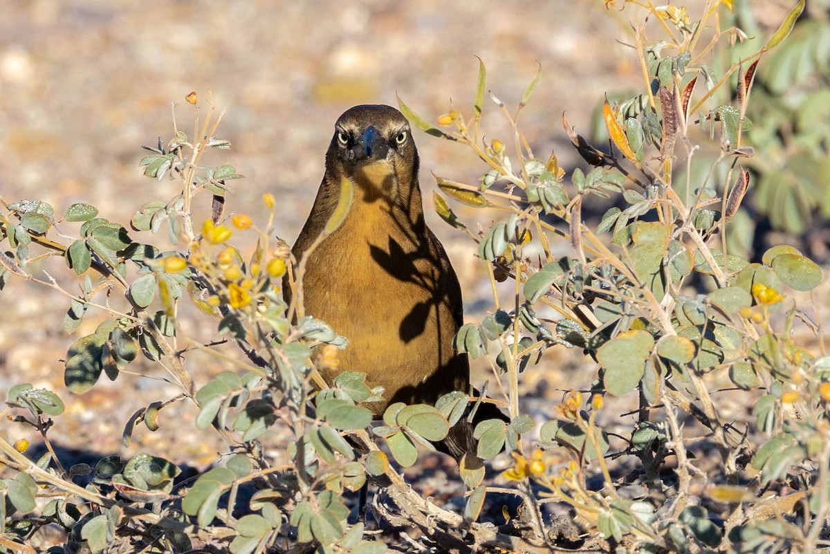 vlhovec velkoocasý - ML645908372