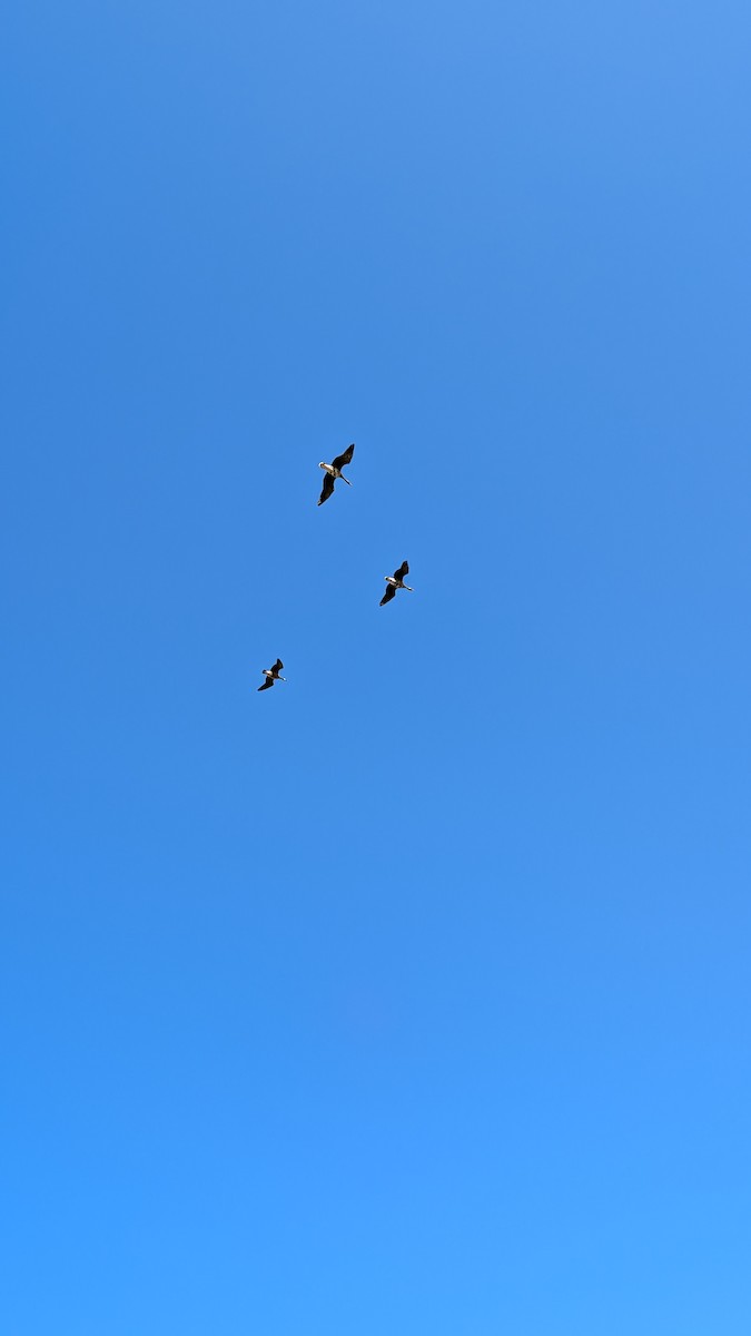 Greater White-fronted Goose - ML645908373