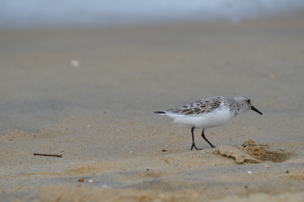 Sanderling - ML645908377