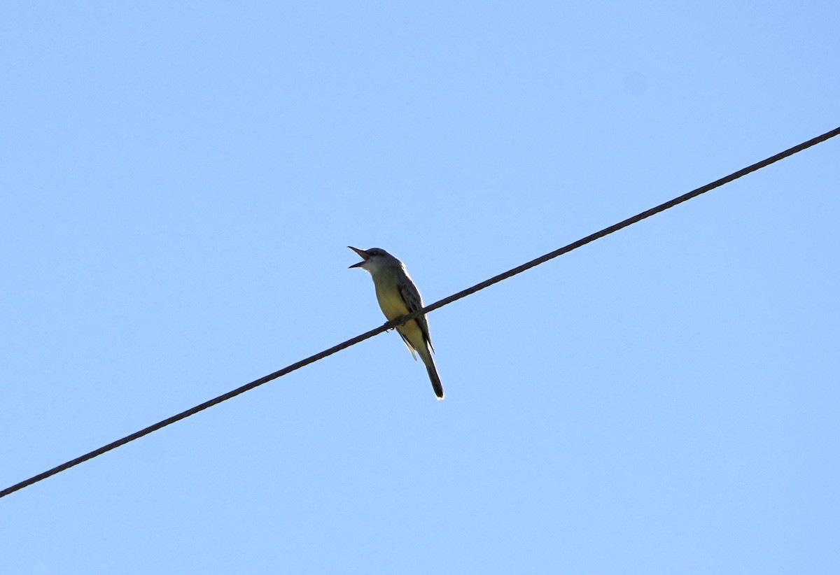 Cassin's Kingbird - ML645908379