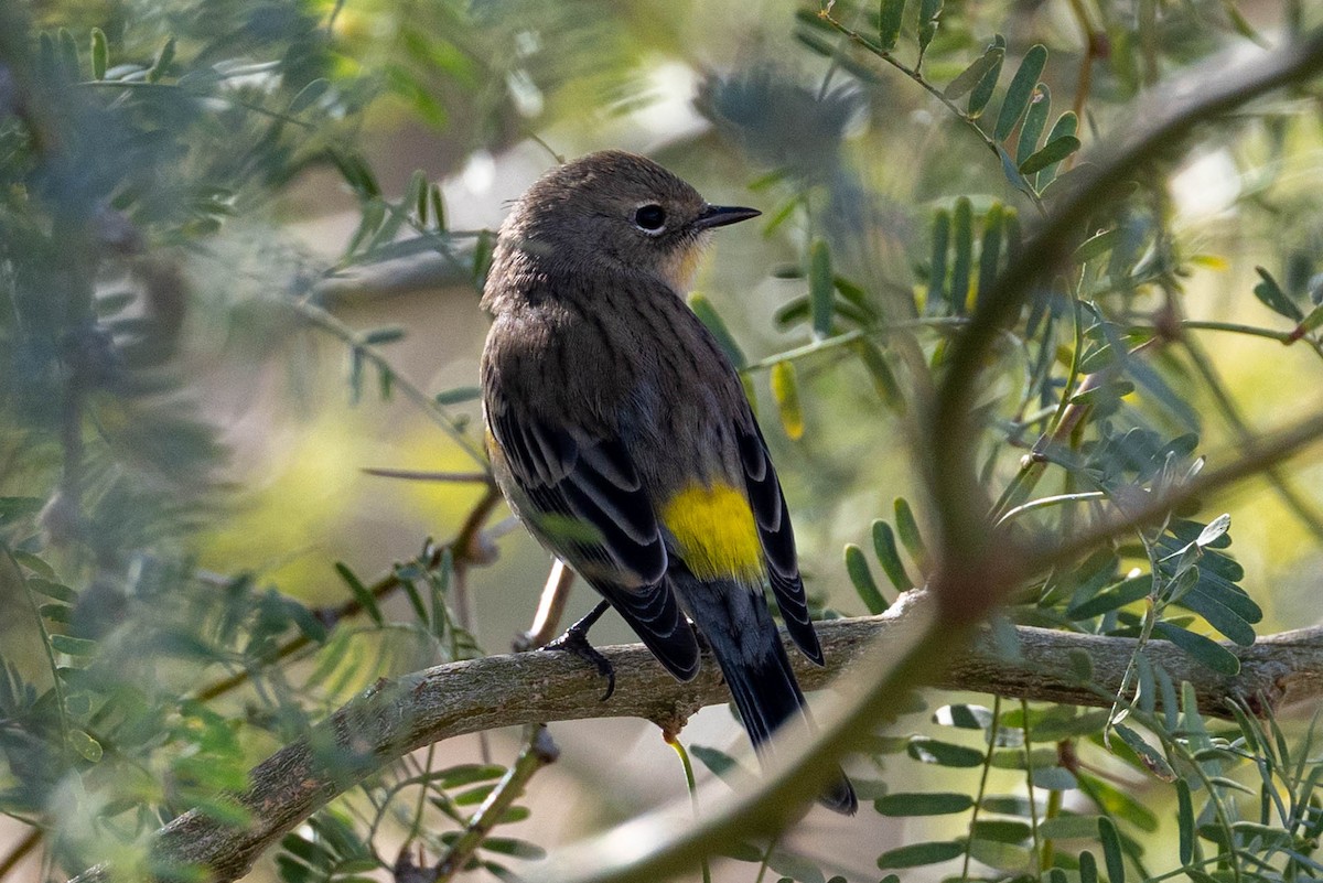 lesňáček žlutoskvrnný - ML645908380