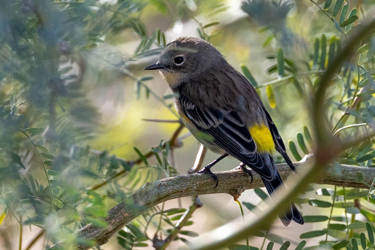 Yellow-rumped Warbler - ML645908381
